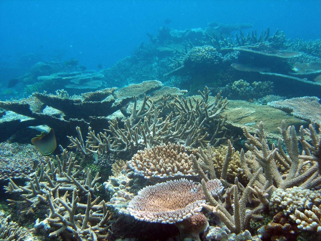 Diverse reef community. Oyster Island, Santo, Vanuatu. Photo courtesy of K-le Gomez.  <br />
 <br />
 <br />
 © ARC Centre of Excellence Coral Reef Studies http://www.coralcoe.org.au/